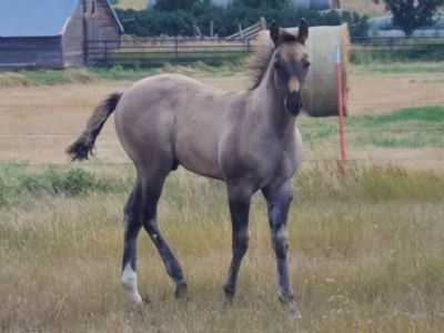 Jupiter Topsail JW <BR>AQHA 6370866